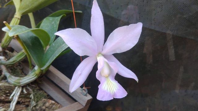 Cattleya nobilior coerulescens "margo" смотреть онлайн