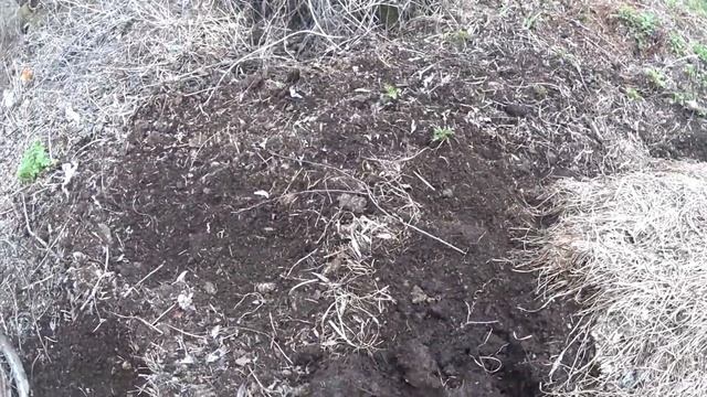 Разводим навозных червей для рыбалки. смотреть онлайн