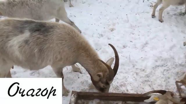 НАЧАЛЬНИК - ХАМ И ДРАЧУН. ЧТО С НИМ ДЕЛАТЬ. МОЖЕТ СДАТЬ ЕГО НА МЯСО? смотреть онлайн