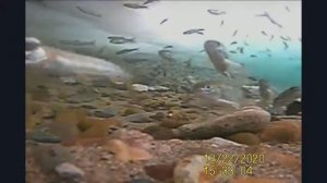 Магадан, рыбалка Мальма