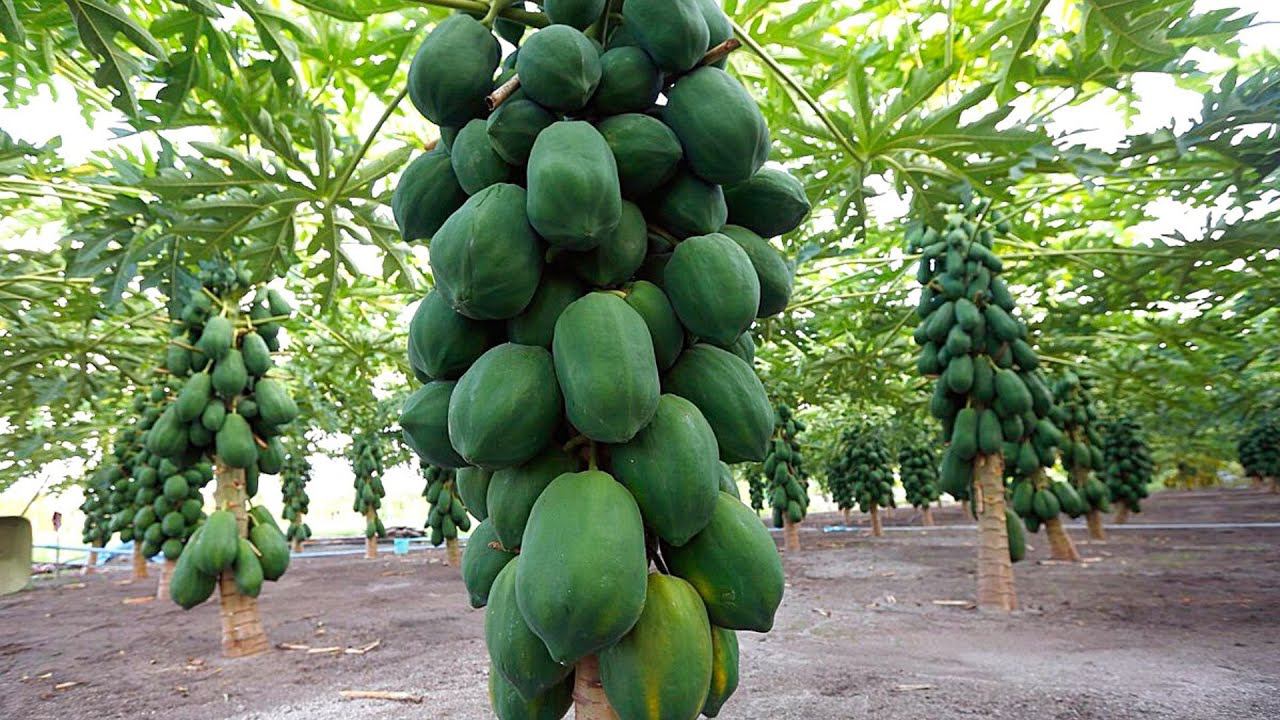 Папайя: заманчивый фрукт с любопытными свойствами смотреть онлайн