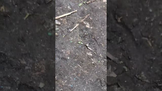 Странный жук,он чуть не укусил моего брата!¡?( комара,муха,оса,червяк! )