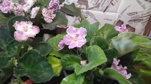 Эксперимент № 5 Наблюдаем за ростом и развитием фиалок. День 186 смотреть онлайн