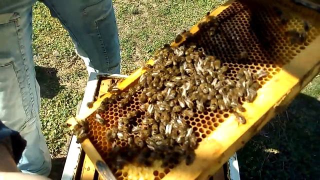 Первая весенняя ревизия слабых семеек.Минус семья из за пропажи матки. смотреть онлайн