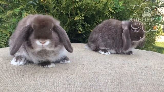 Вислоухие карликовые барашки смотреть онлайн