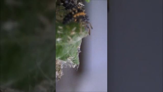 Ladybug larvae eating aphids / Личинки божьей коровки поедают тлю #shorts смотреть онлайн