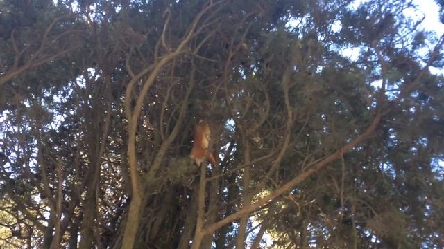 Дикие животные. Белка! Крым смотреть онлайн