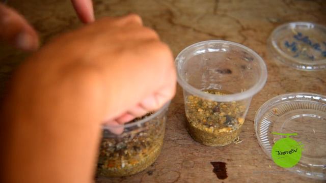 ทดลองเพาะต้น Alocasia Gageana Aurea Variegated จากไข่ของต้นลุ้นด่าง