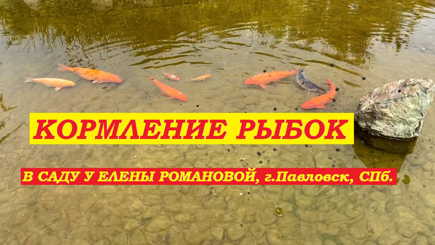 Кормление рыбок.В саду у Елены Романовой, г.Павловск, СПб. смотреть онлайн