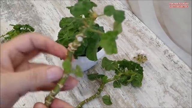 НЕ ВЫБРАСЫВАЙТЕ СТАРУЮ ГЕРАНЬ‼️ ЕЕ МОЖНО ОМОЛОДИТЬ и РАЗМНОЖИТЬ смотреть онлайн