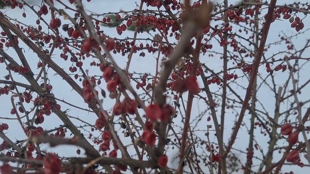 хвоя / фоновое видео / ёлки зимой / природа / фон / хвойные деревья смотреть онлайн