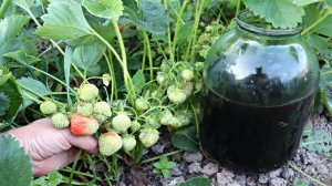 Клубнику не могу унести домой после этой подкормки в июне! Попробуйте будет пропасть ягод!