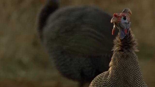 Каракал — кот-прыгун, охотник на птиц! Каракал против шакалов. Интересные факты о каракалах.