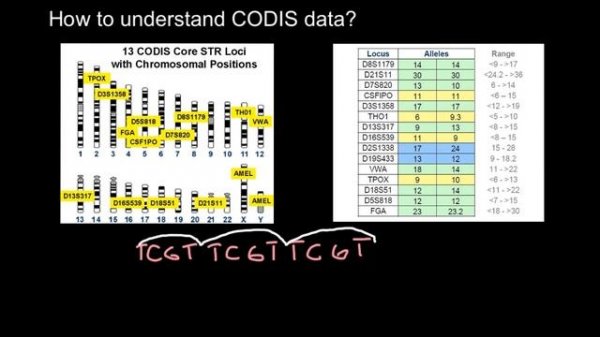 How to analyze and understand CODIS data?