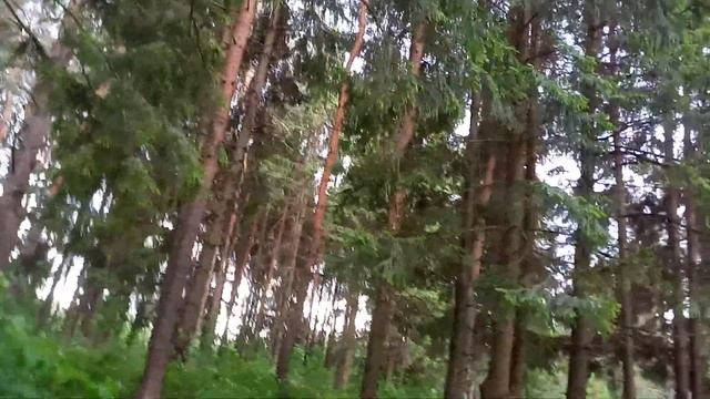 ASMR(АСМР) Музыка весеннего леса. Щебет и пение птиц. Релакс. смотреть онлайн