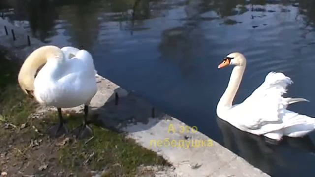 Экскурсии в Абхазию. Лебеди в Новом Афоне смотреть онлайн