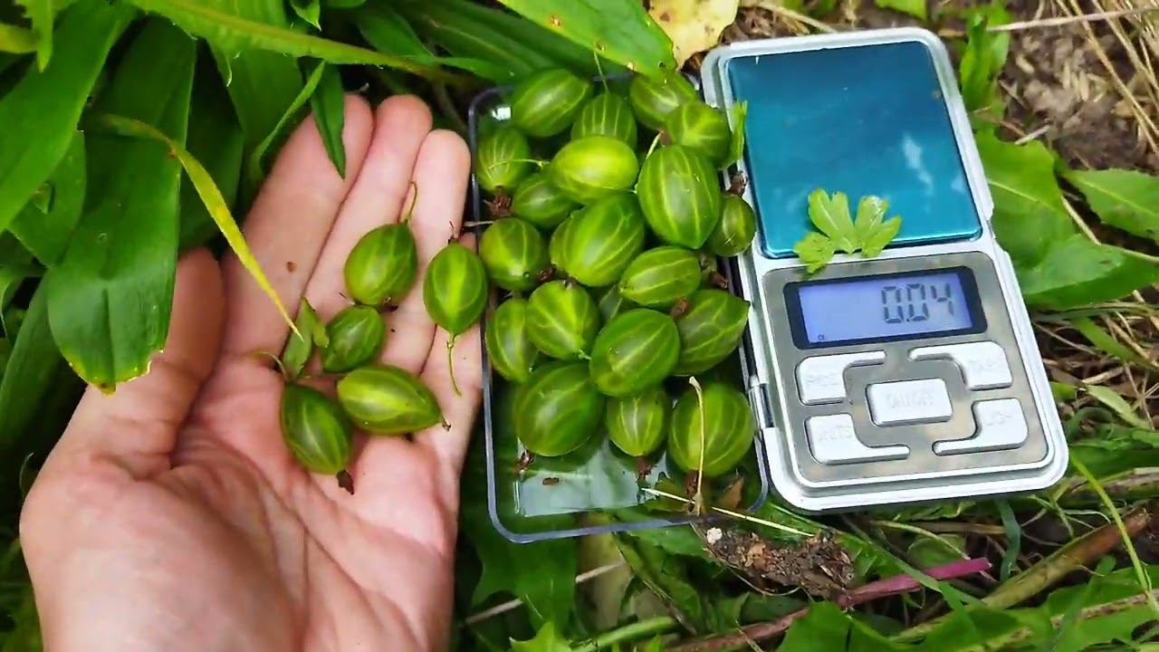 Сладкий зелёный крыжовник Орфей в Беларуси Витебская область. Сигнальный урожай, мои впечатления