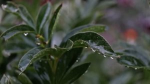 Звуки дождя для сна. Звуки для отдыха и релаксации