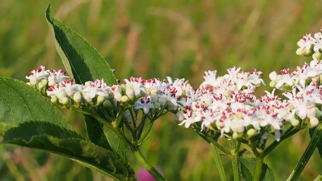 Sambucus ebulus 1.mp4 смотреть онлайн