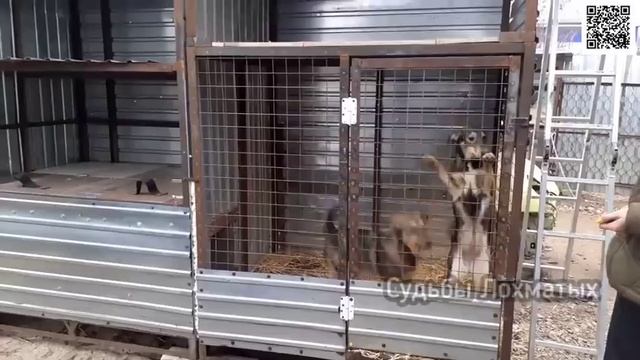 Двойное ПЕРЕСЕЛЕНИЕ! Новый вольер в приюте бездомных животных! Собачья история продолжается! смотреть онлайн