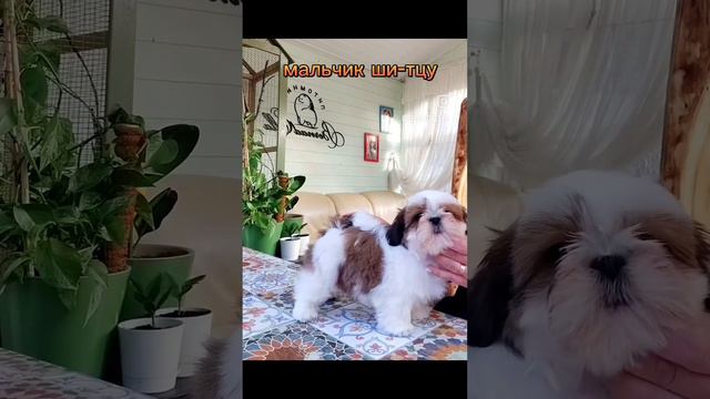 ши-тцу мальчик свободен!! 89031200386 ☎ смотреть онлайн