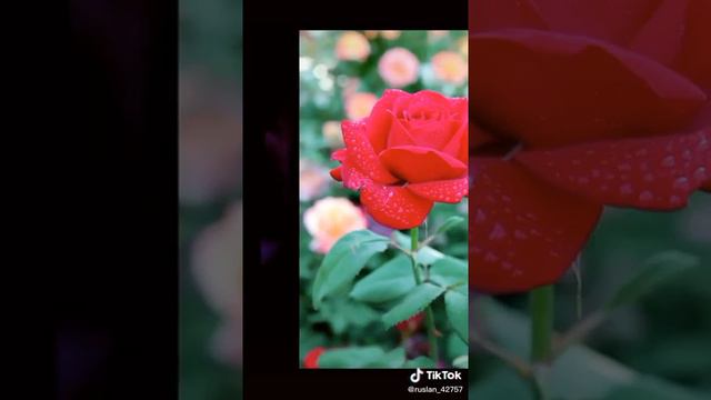 Лучше 1,2,3,6,9,10 смотреть онлайн