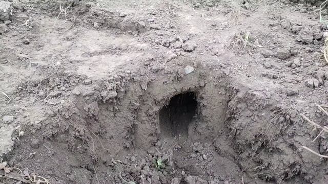 Как поймать крота, слепца за 10 минут при помощи лопаты и зеркала!!! Отличный отцовский метод! смотреть онлайн