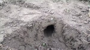 Как поймать крота, слепца за 10 минут при помощи лопаты и зеркала!!!  Отличный отцовский метод!