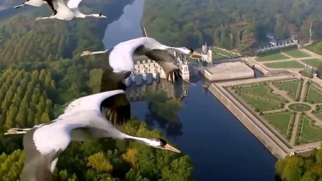 Николай Февраль- Журавли смотреть онлайн