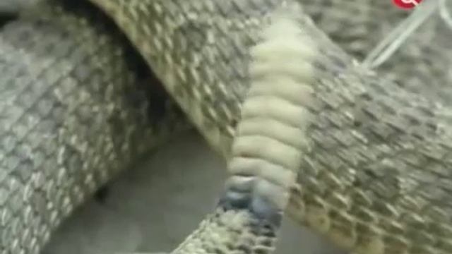 Интересные факты о змеях интересные факты о животных смотреть онлайн