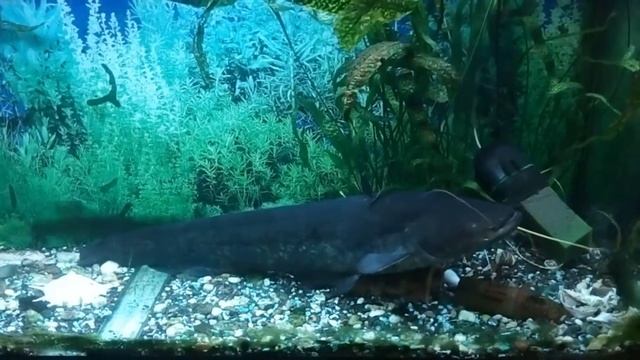 Кормление сома. Сом берёт рыбу с рук. Одомашненный сом.