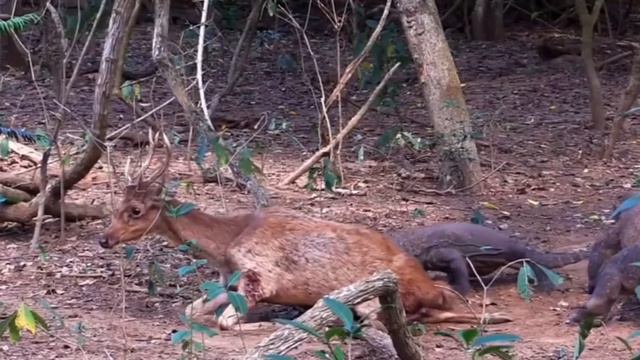 Top 5 Komodo Dragon Hunting | Komodo Dragon Eating Prey Alive | Komodo Dragon Vs Deer |Komodo Drago