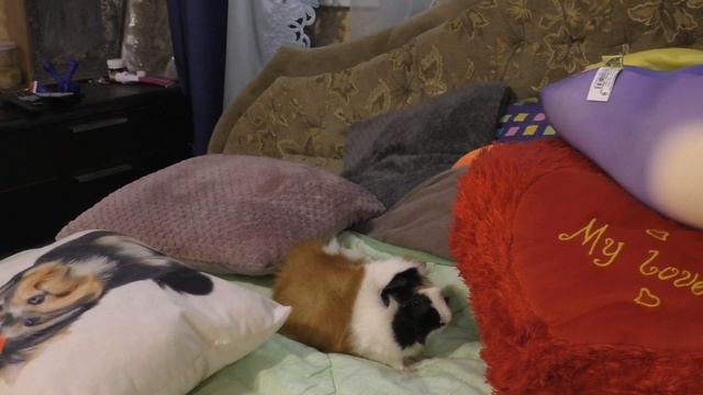 БОЛЕЗНИ МОРСКИХ СВИНОК /КАК ПОНЯТЬ ЧТО СВИНКА ЗАБОЛЕЛА смотреть онлайн