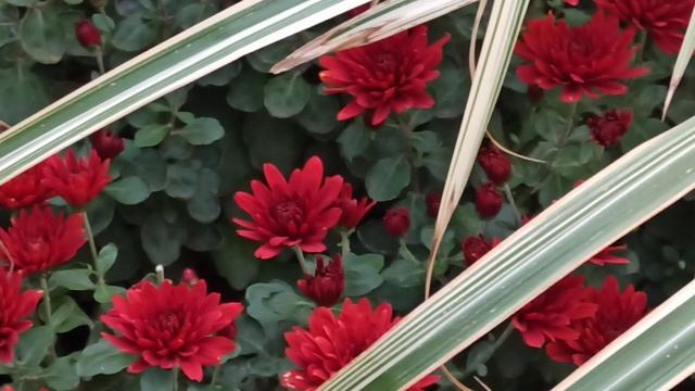 Самые красивые многолетние цветы для сада смотреть онлайн