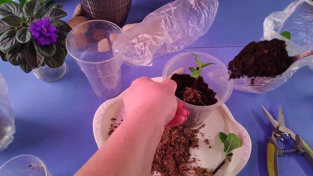 13.11.21.Гортензия крупнолистная...пересадка черенков. смотреть онлайн