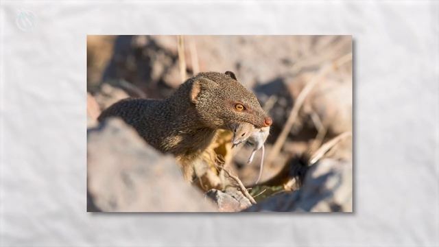 MONGOOSE ─ Even The King Cobra and Black Mamba are Afraid of This Snake Killer смотреть онлайн