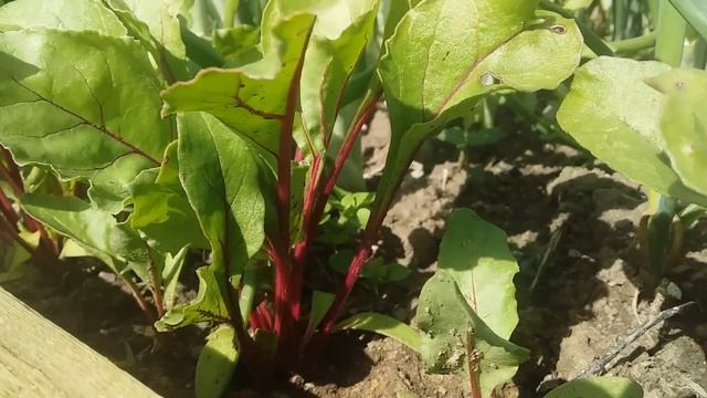 НЕ СОВЕРШАЙ ОШИБКИ! КАК ЧАСТО И СКОЛЬКО ПОЛИВАТЬ ВСЕ ОВОЩНЫЕ КУЛЬТУРЫ!!!ЗАПОМНИ ЭТУ ШПАРГАЛКУ!!! смотреть онлайн