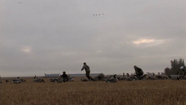 Webisode 13 - 30 Bird Limit (goose & duck hunt) смотреть онлайн