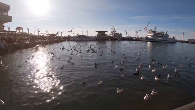 Сочи морпорт чайки смотреть онлайн