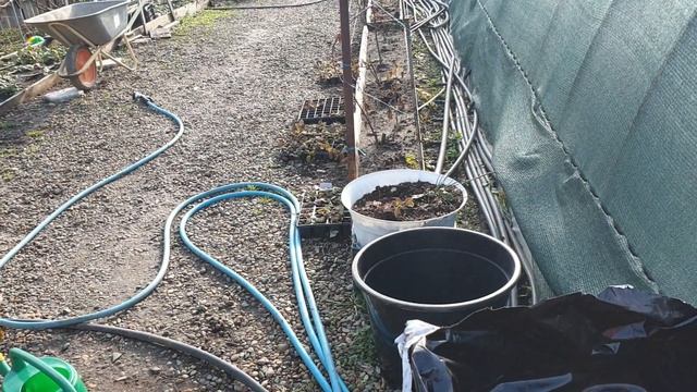 Голубика в горшках. Пересадка в горшки большего обьема. @бизнес на 50 сотках смотреть онлайн