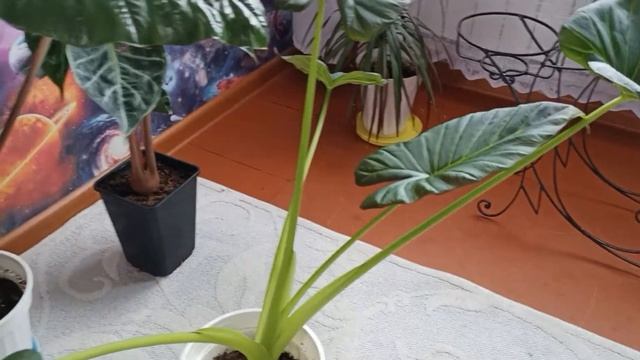 Обзор Алоказий смотреть онлайн