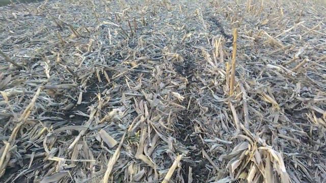 22.04.2020 посів соняшника.