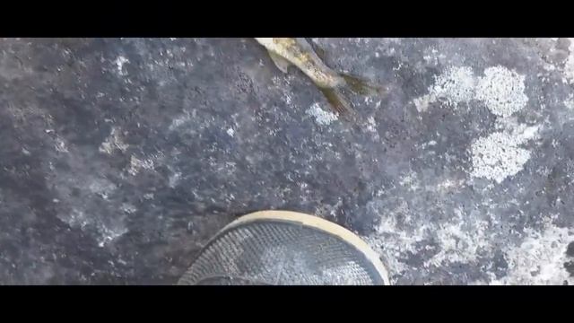 Рыбалка на Кольском . Речная форель . смотреть онлайн