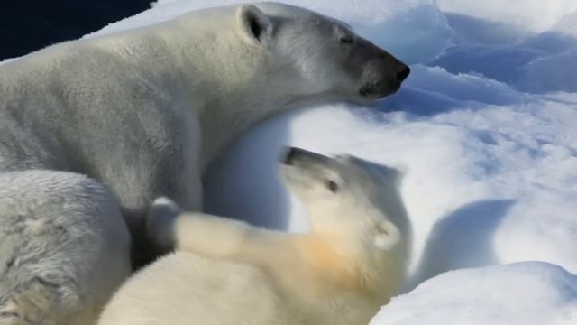To The Arctic - Cute Polar Bear Cubs in IMAX 3D смотреть онлайн