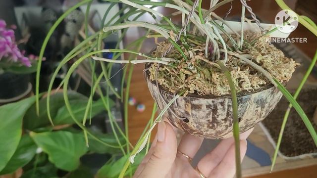 Brassavola Cuculata и её гибриды.