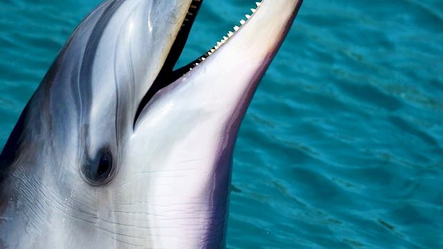 Ocean with Dolphins Ocean Amazing ocean life with beautiful relaxing music смотреть онлайн
