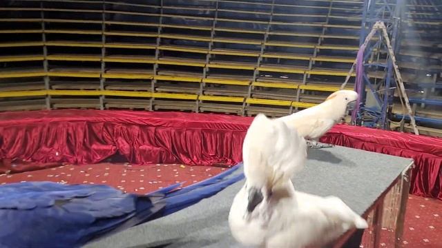 Витрина попугаев. Все виды попугаев,на любой вкус! Выбирай себе любимчика!) смотреть онлайн