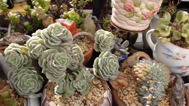 PINK SUCCULENTS | VLOG #139 Succulents & Coffee with Liz смотреть онлайн