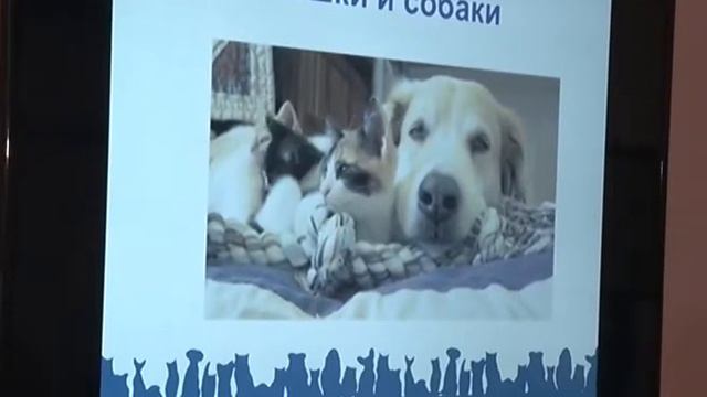 "Дай лапу!" - разговор о помощи бездомным животным смотреть онлайн