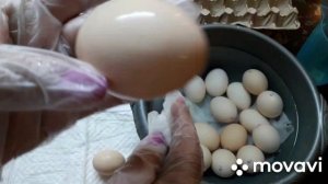 Начало инкубации яиц бройлер Арбор Айкрес. Обработка яйца, закладка  в инкубатор. Режим инкубации.
